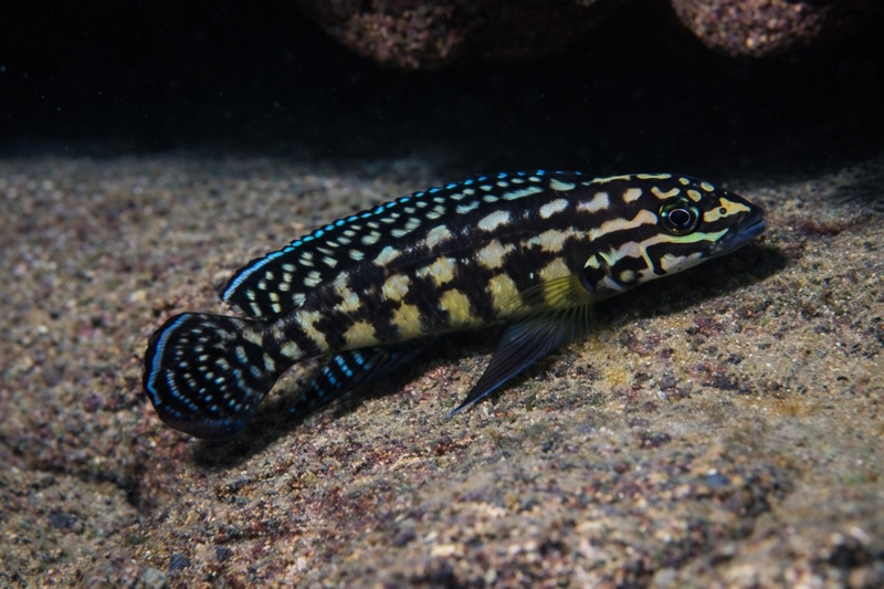 Julidochromis cf. marlieri 'Muzimu'